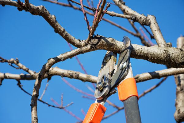 Limb Removal