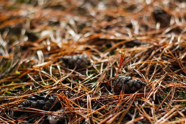 Pine Needle Removal