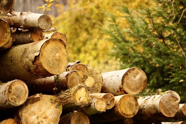 Wood Pile Removal in Rotonda West