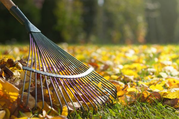 Cost of Leaf Raking Service in Rotonda West