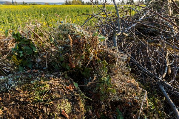 Brush Disposal in Rotonda West