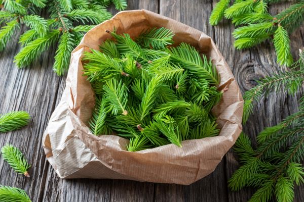 Pine Needle Disposal
