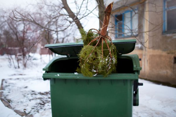 Pine Debris Clearing Service