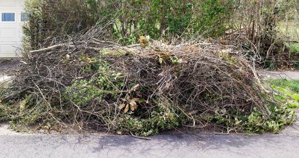 Tree Limb Cleanup in Rotonda West