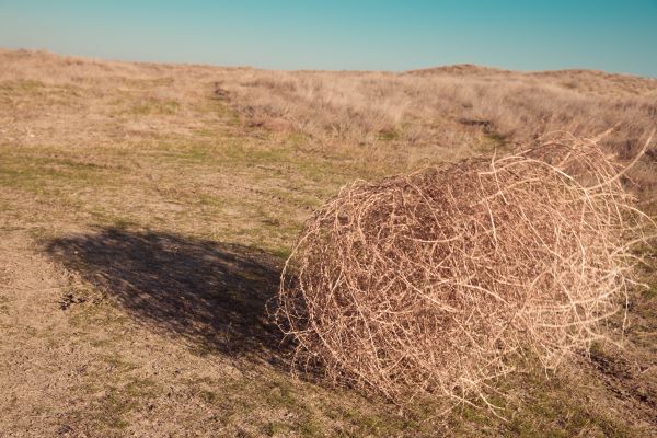 Tumbleweed Removal Service