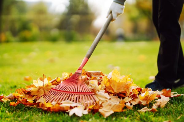 Cost of Ditch Leaf Removal in Rotonda West