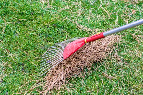 Pine Needle Raking Service