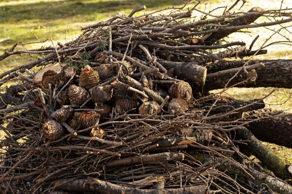 Brush Pile Clearing