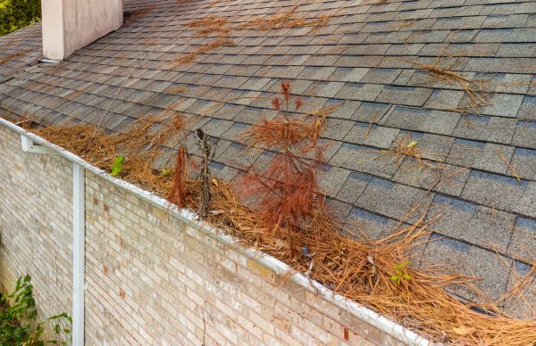 Pine Debris Cleanup