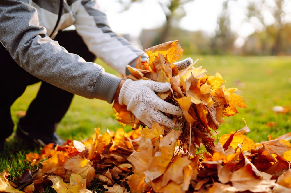Fall Leaf Removal