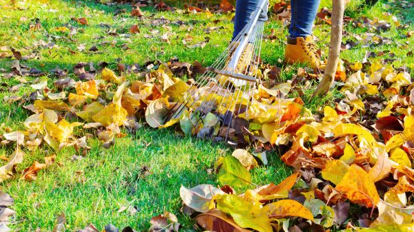 Cost of Lawn Cleanup Service in Rotonda West