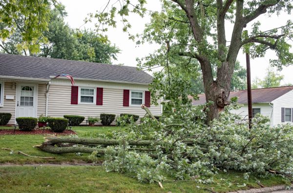 Fallen Branch Removal in Rotonda West