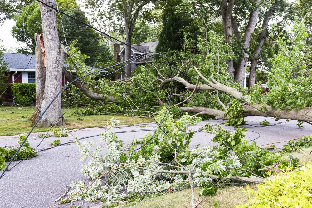 Fallen Limb Removal