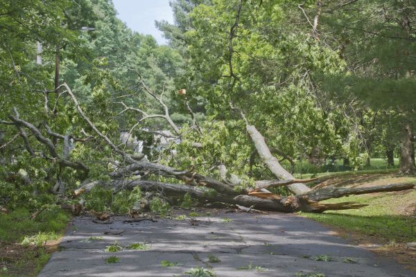 Tree Debris Removal in Rotonda West