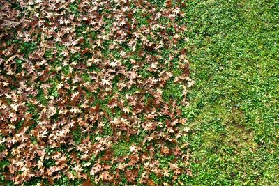 Lawn with Excessive Leaves